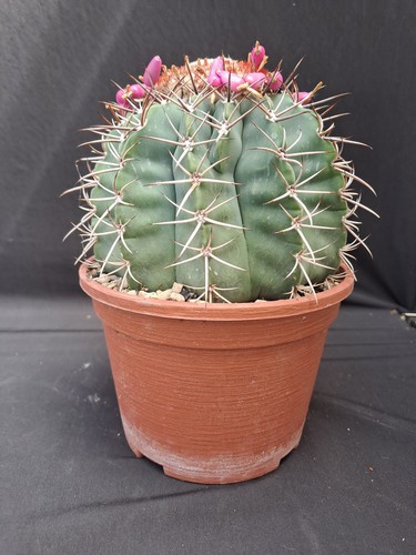 Melocactus big - (brazil),