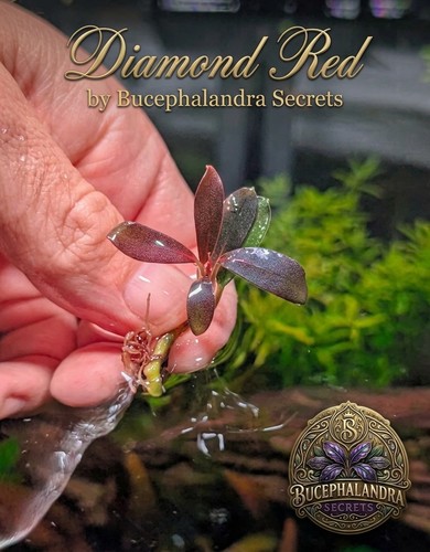 Bucephalandra rosso - sp., "rosso